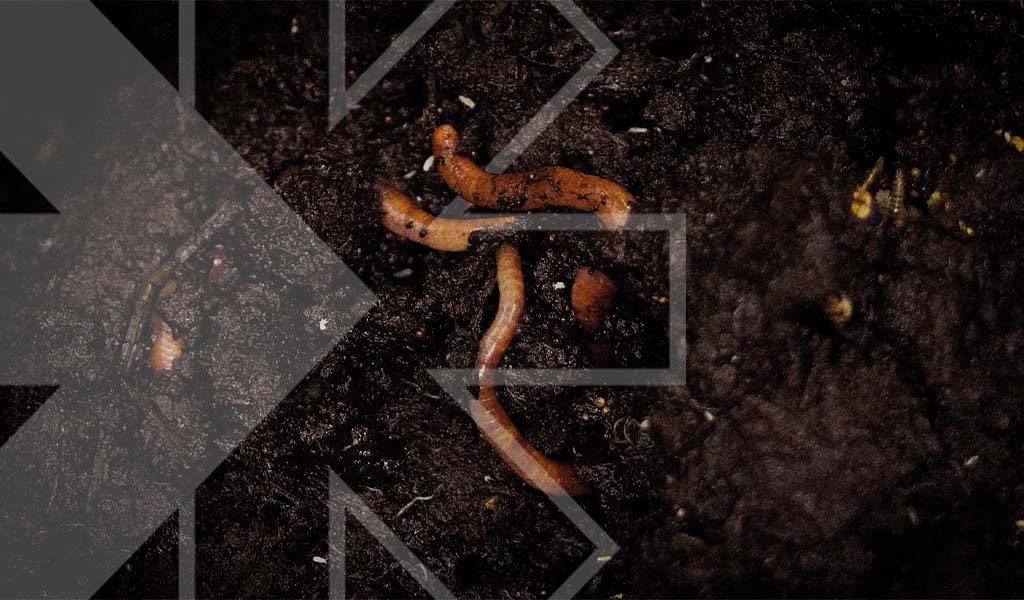 Zdrowie gleby i mikrobiomy: ich istotna rola we współczesnym rolnictwie Zdrowie gleby i mikrobiomy: ich istotna rola we współczesnym rolnictwie