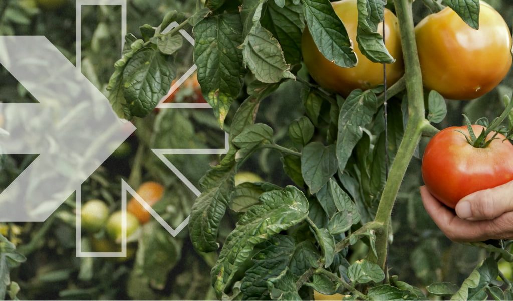 Heat-stress-in-agriculture-Cover-image-blog Heat-stress-in-agriculture-Cover-image-blog